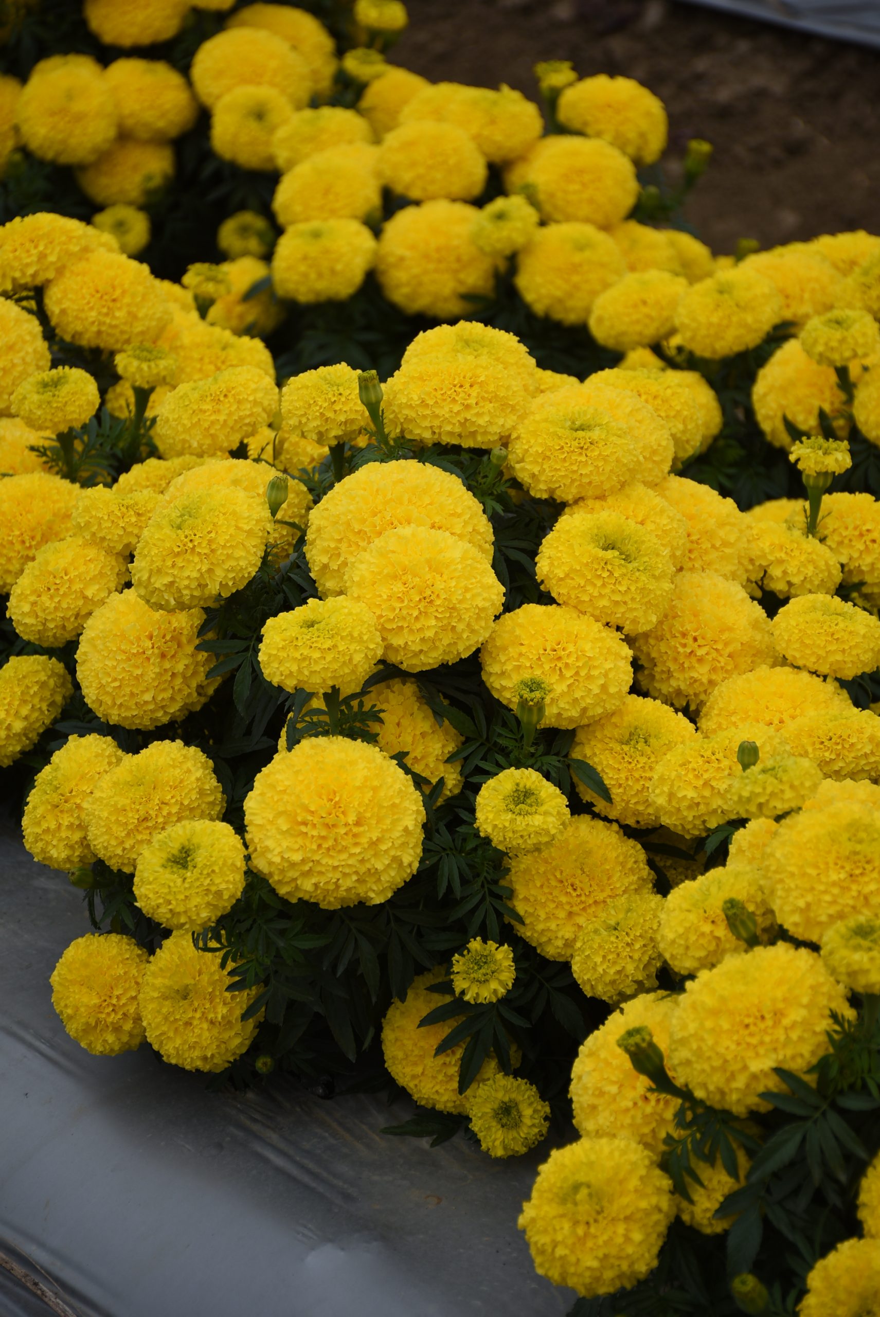 A. Marigold Radiant Yellow
