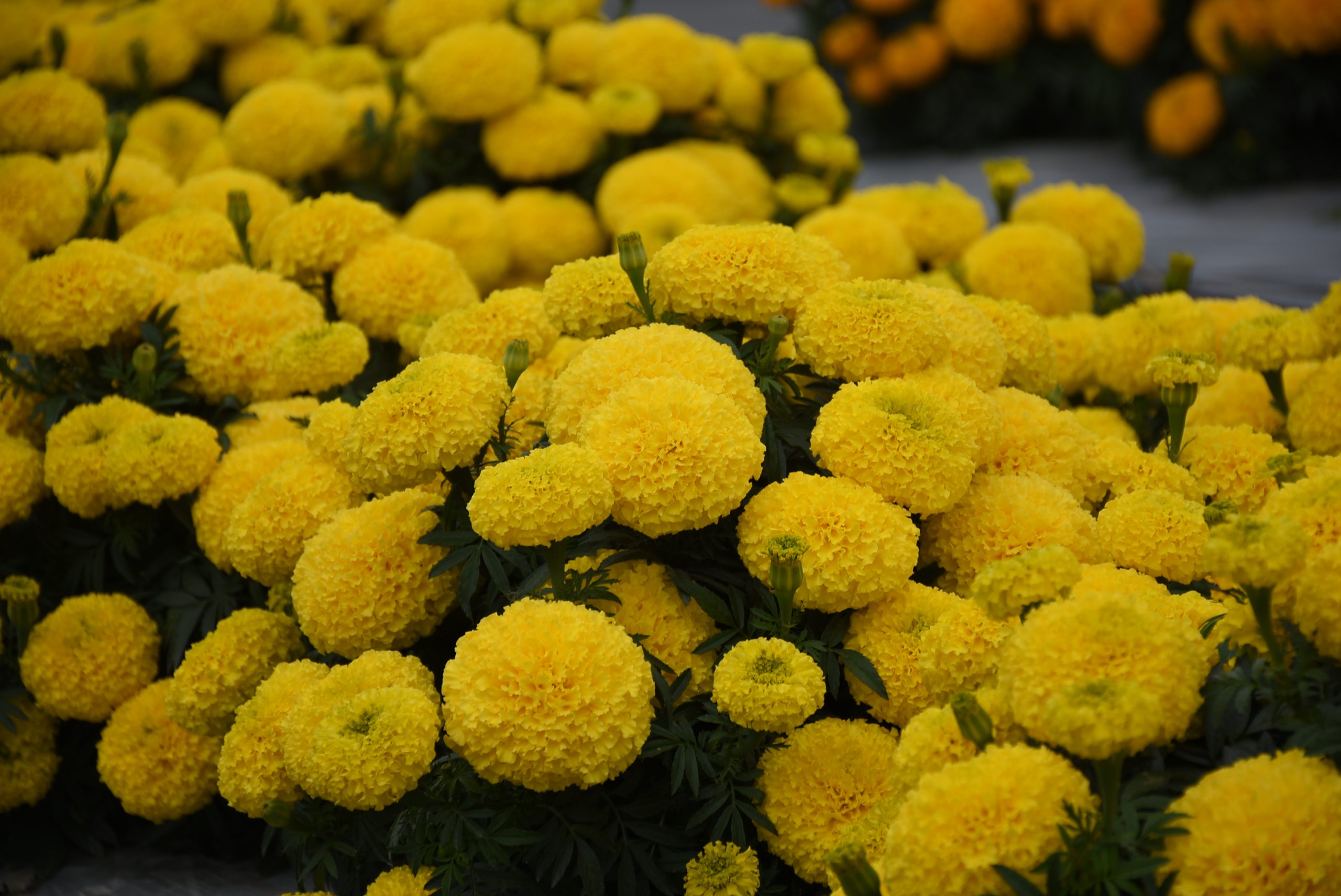 A. Marigold Radiant Yellow1