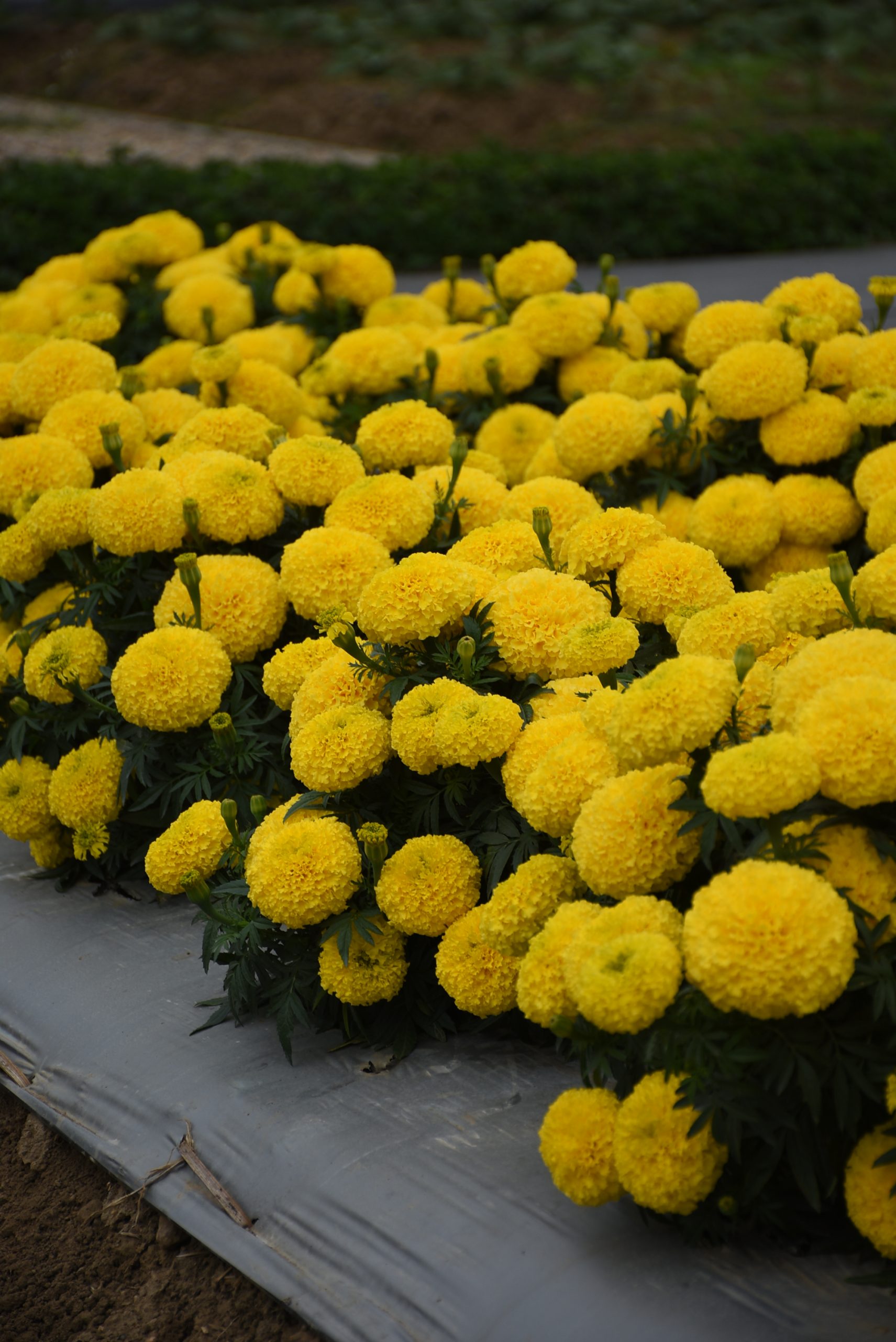 A. Marigold Radiant Yellow2