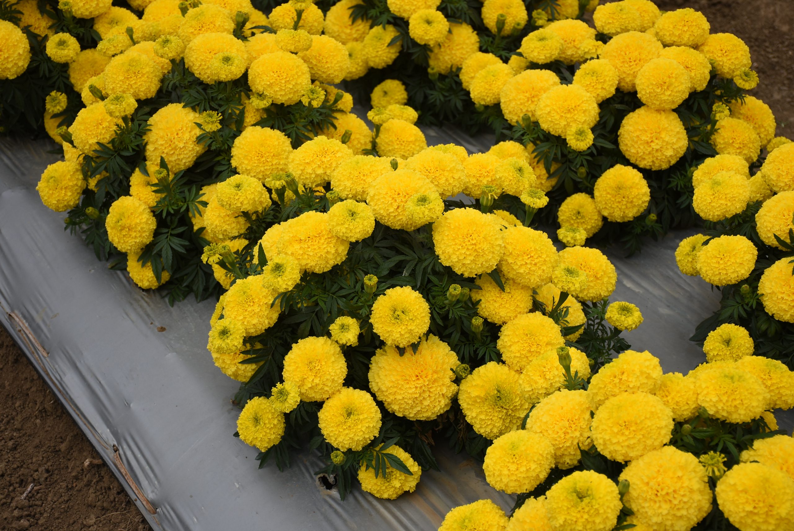 A. Marigold Radiant Yellow3