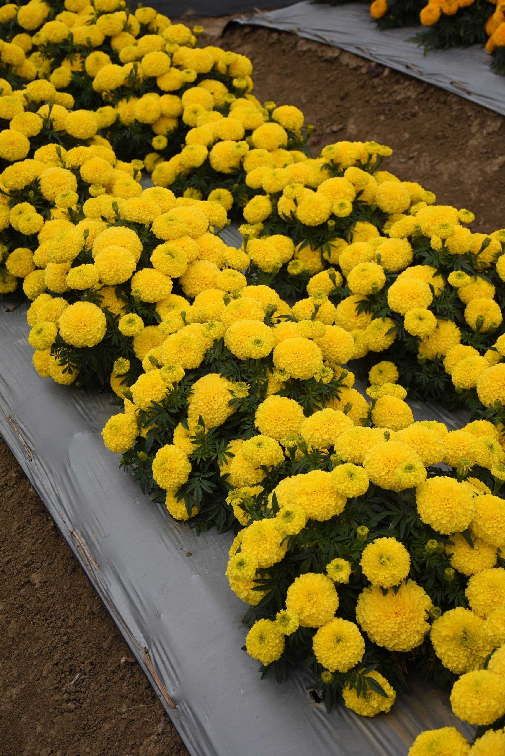 A. Marigold Radiant Yellow4