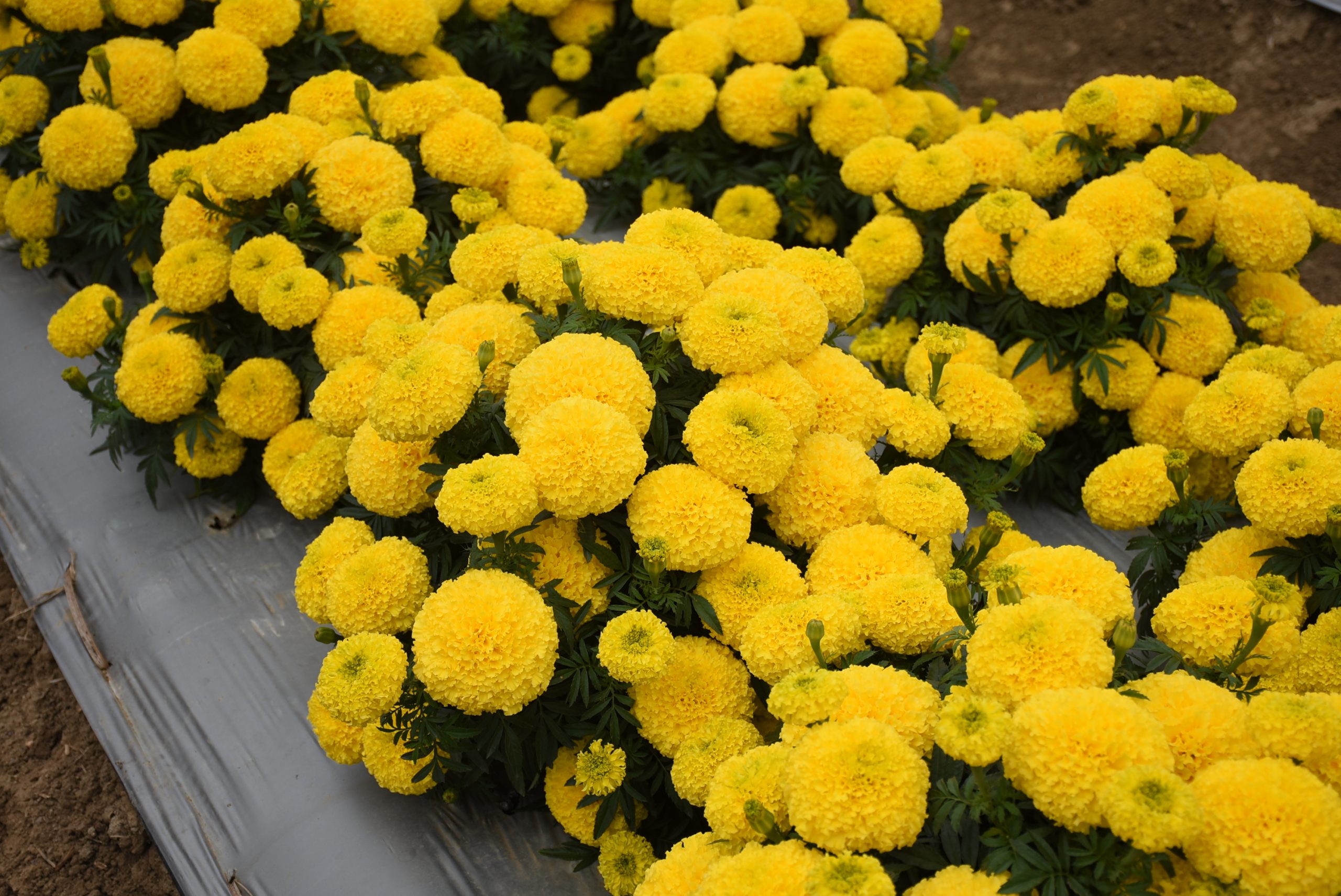 A. Marigold Radiant Yellow5