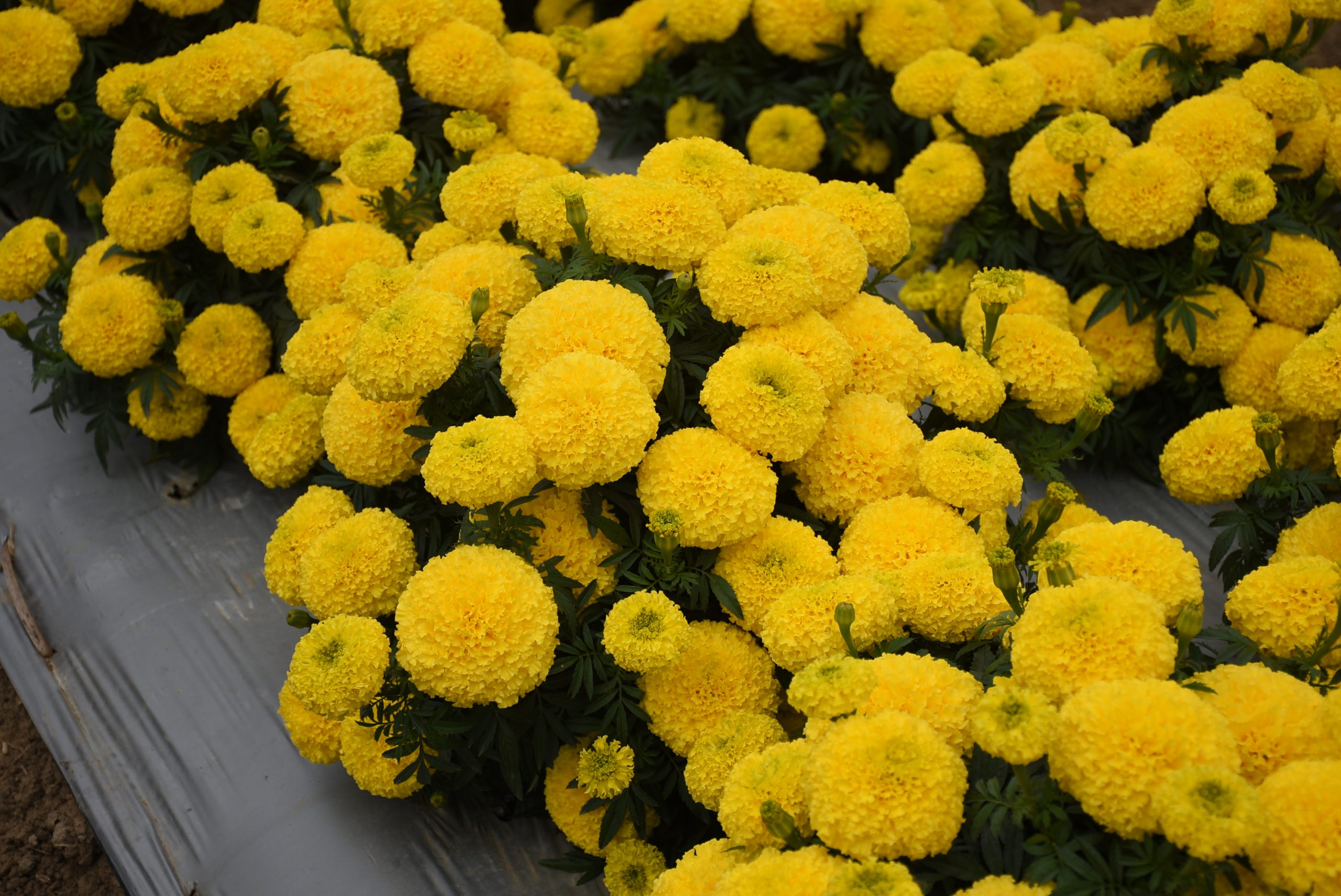 A. Marigold Radiant Yellow6