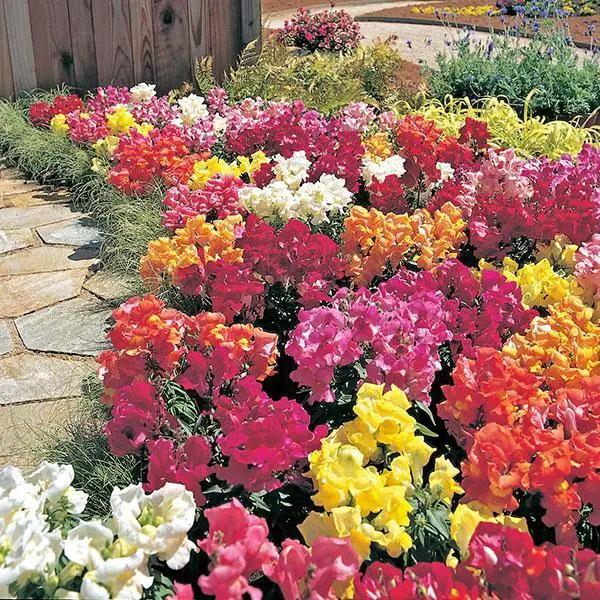 Antirrhinum Palette Mix