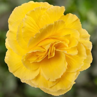 Begonia Thy Limitless Yellow