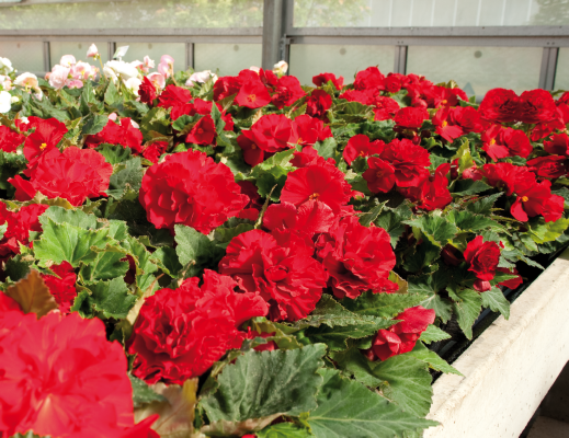 Begonia Thy Nonstop Red