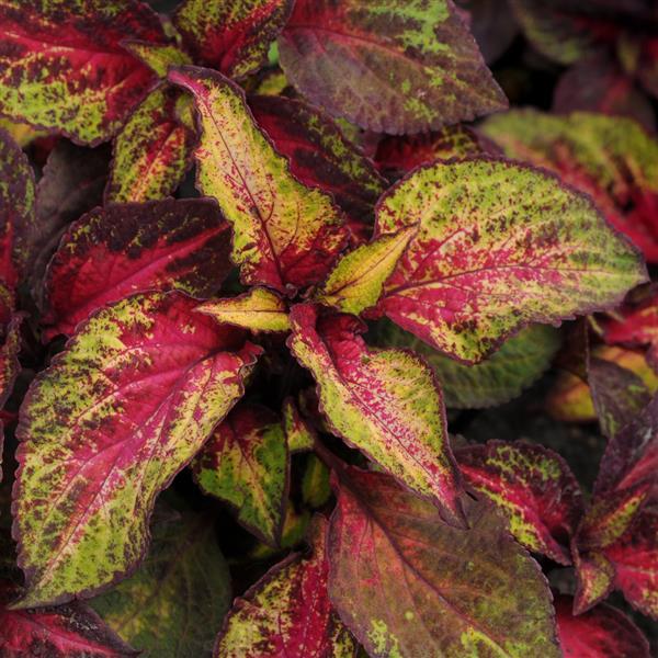 Coleus, Premium Rose Lime Magic