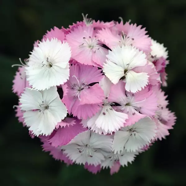 Dianthus Sweet Pink Magic
