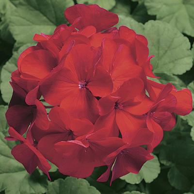 Geranium Flower Seeds - Harris Seeds