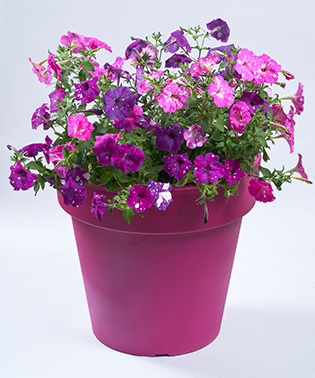 Petunia Spoty Mix1