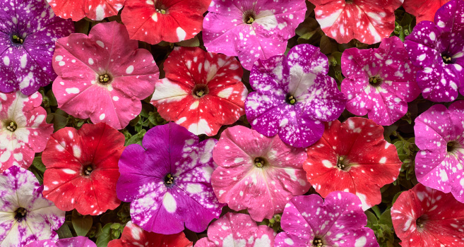 Petunia Spoty Series