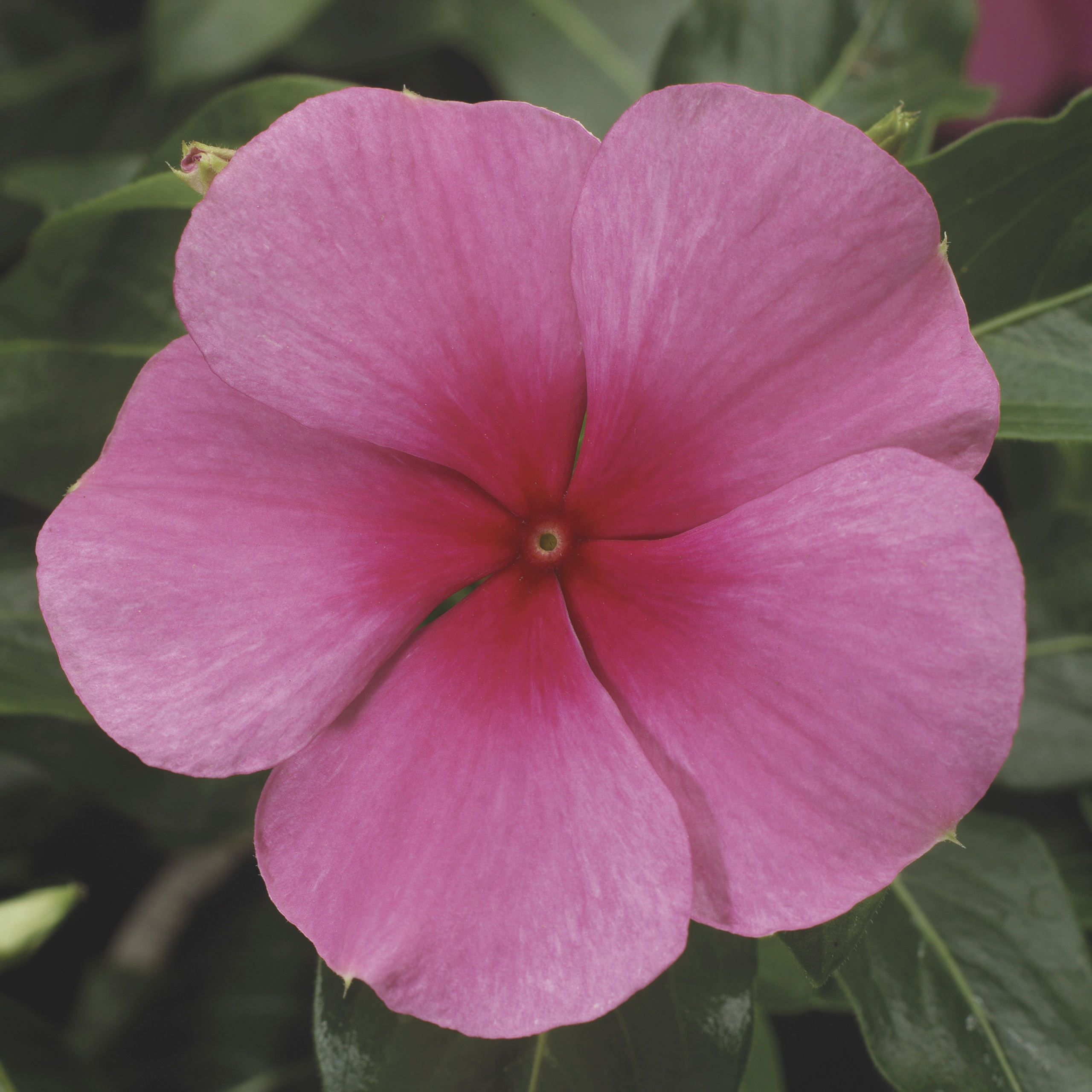 Vinca Sunstorm Rose With Eye