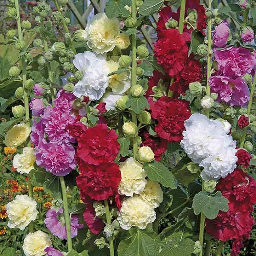 hollyhock double dwarf mix