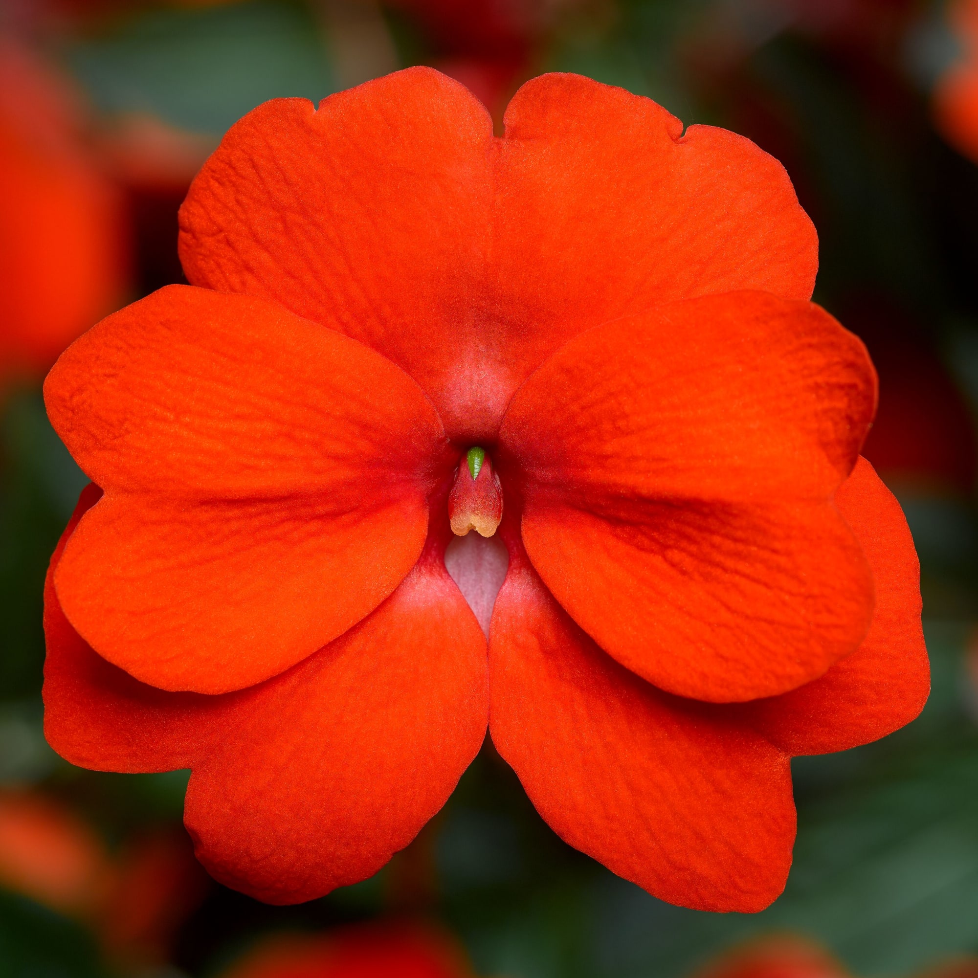 impatien new d florific orange