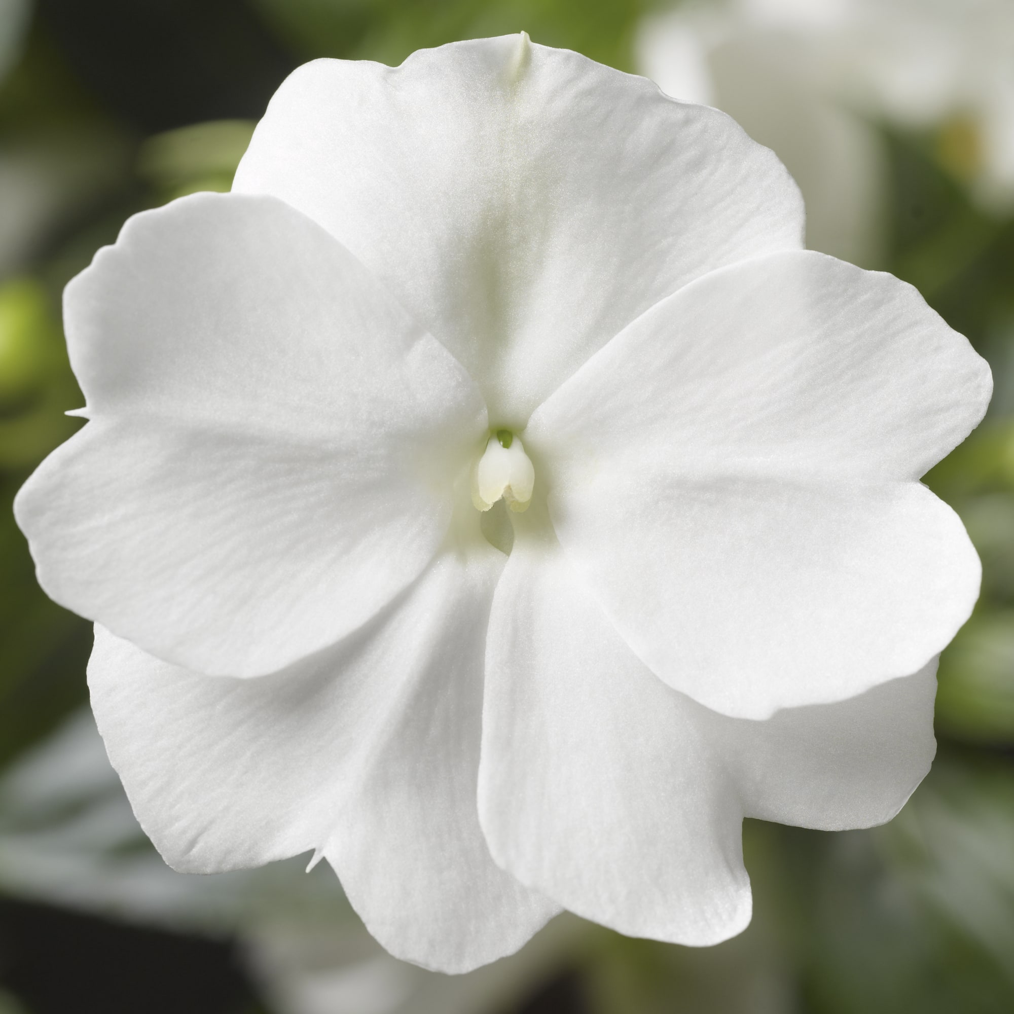 impatien new g floripik white