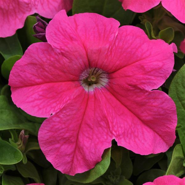 petunia ez rider deep pink