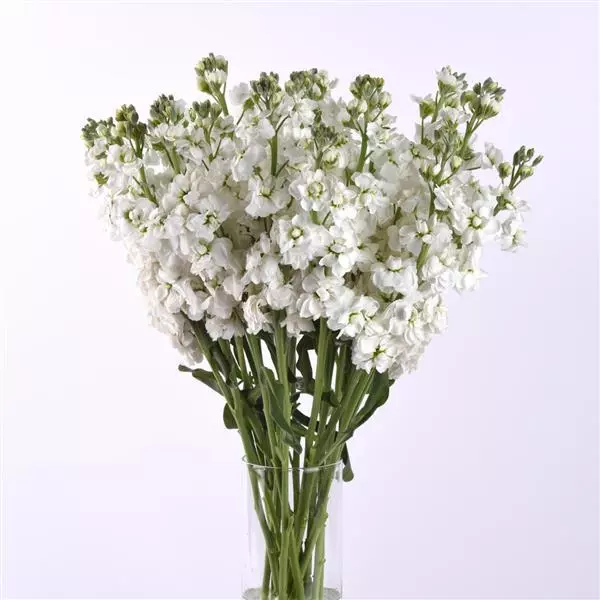stock katz hi double white
