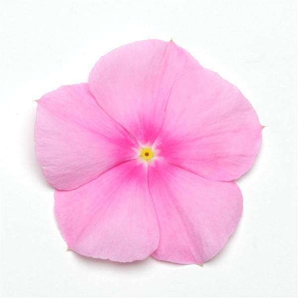 vinca titan icy pink