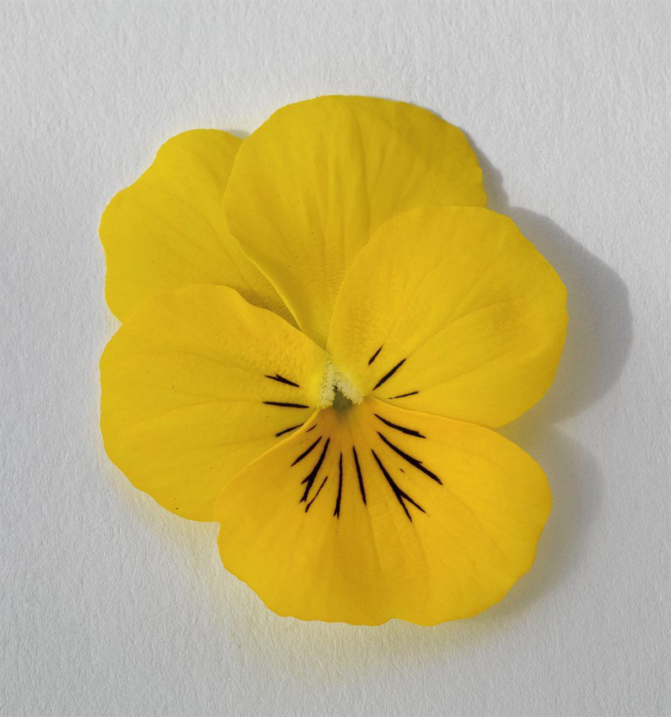 viola admire yellow