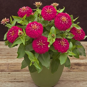 zinnia preciosa rose